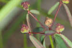 Coastal sand spurge